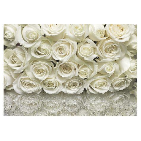 Fotobehang - A La Rose - Formaat 368 X 254 Cm