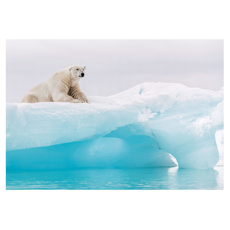 Fotobehang - Arctic Polar Bear - Formaat 368 X 254 Cm