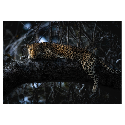 Fleece Fotobehang - Panthera - Afmeting 400 X 280 Cm