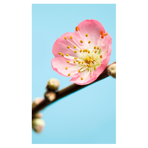 Fleece Fotobehang - Peach Blossom - Afmeting 150 X 250 Cm