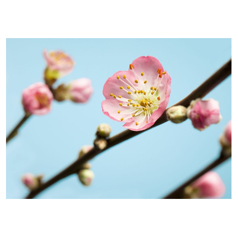 Fleece Fotobehang - Peach Blossom - Formaat 350 X 250 Cm