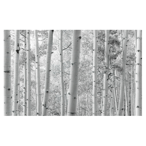 Fleece Fotobehang - Espen Forest - Formaat 450 X 280 Cm