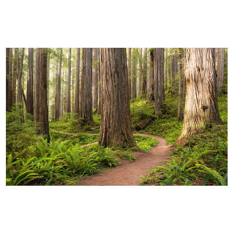 Fotobehang - Redwood Trail - Afmeting 450 X 280 Cm