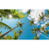 Fleece Fotobehang - Coconut Heaven Ii - Afmeting 450 X 280 Cm