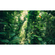 Fotobehang - Groene Bladeren - Afmeting 450 X 280 Cm